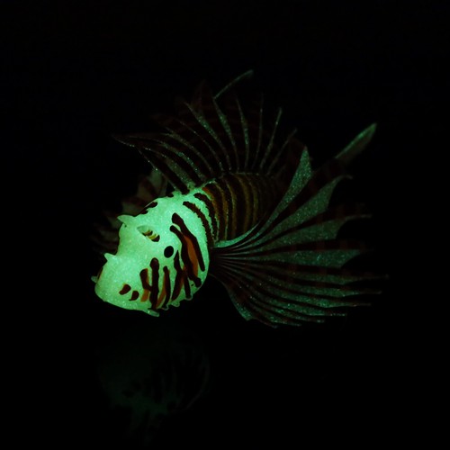 Aquarium fake fish tank - aquarium,