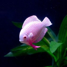 4X Aquarium Fish Tank Luminous